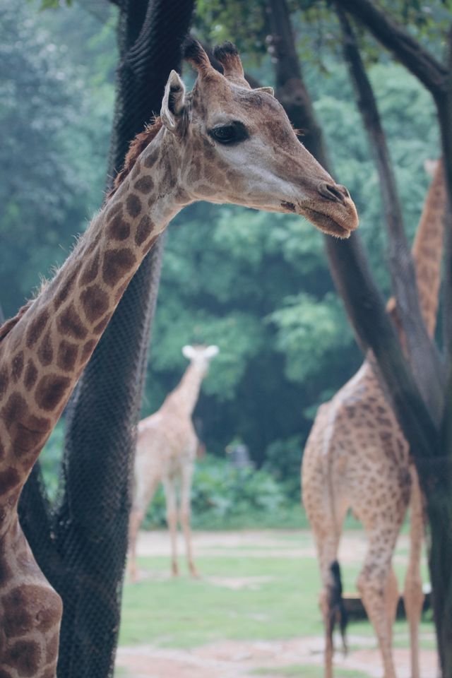 泰國遛孩子好去處 | 強烈推薦綠山動物園！