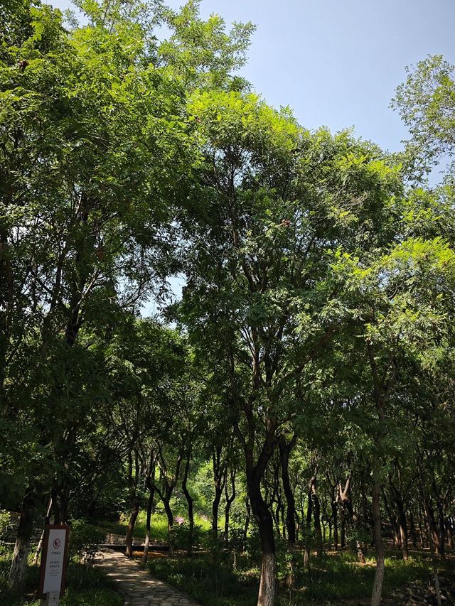 北宮森林公園｜這個森林公園不光能爬山，還可以遛娃