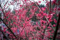 初春的亮色--白公館梅園
