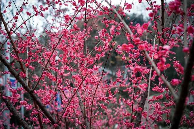 初春的亮色--白公館梅園