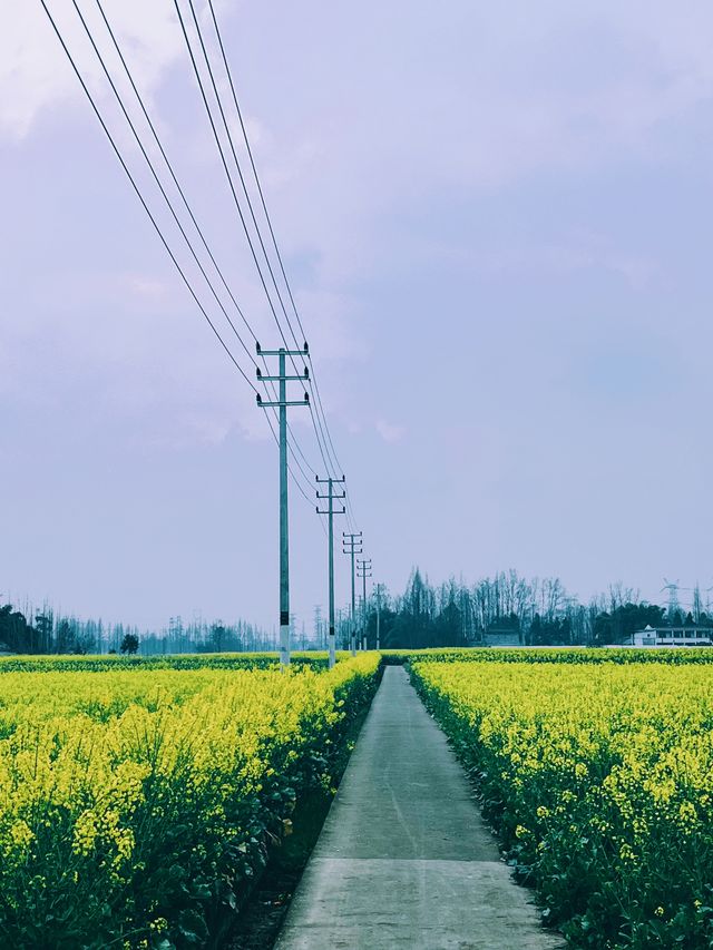 崇州重慶路油菜花黃了 | 成都春日賞花攻略