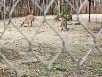 一頓午餐錢就可以逛的北京動物園