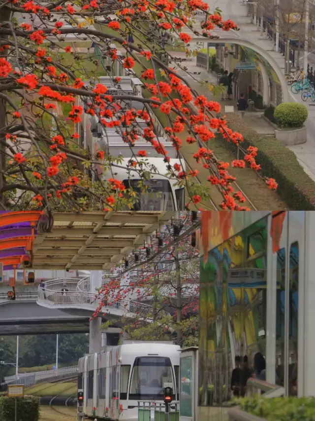 広州の春日遊 | 2元の木棉花(ボンバックス)の路面電車で、花都の美しさを体験しましょう