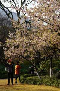 蘇堤花港·迎春咏春