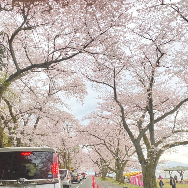 海津大崎の桜　滋賀県