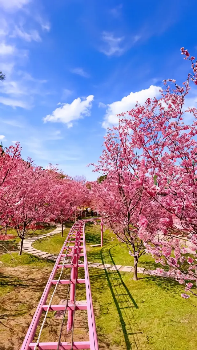 Come to Chengdu to enjoy the cherry blossoms, a spring day event limited to the cherry blossom season!