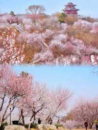 京都賞花園博園中絕美桃花谷驚艷整個春天