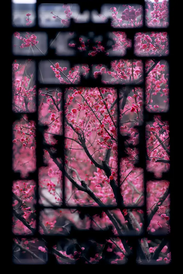 Right now, the plum blossoms are in full bloom!