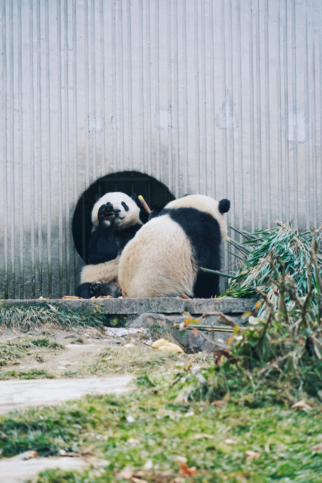 看熊猫，一定要去汶川卧龍大熊猫基地