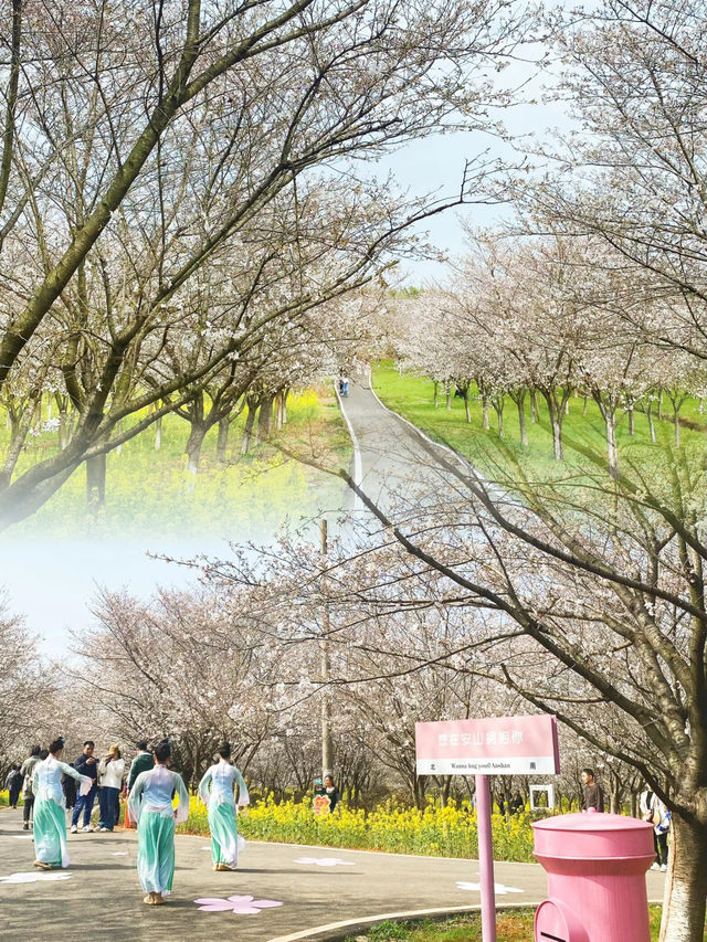 武漢超大面積櫻花海 | 就在江夏，無門票!!