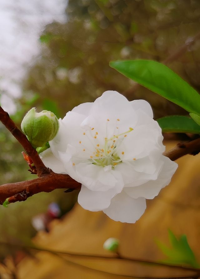 春日盛宴：佛山南國桃花谷與你相約在春天