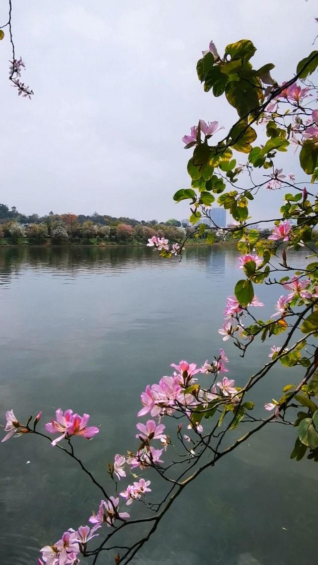 百花齊放才是春—肇慶七星岩的花都開了