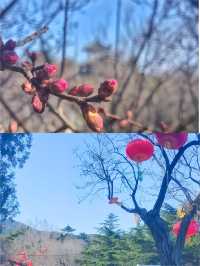 三月二十四日，春天裡三顧梅園，梅開一朵