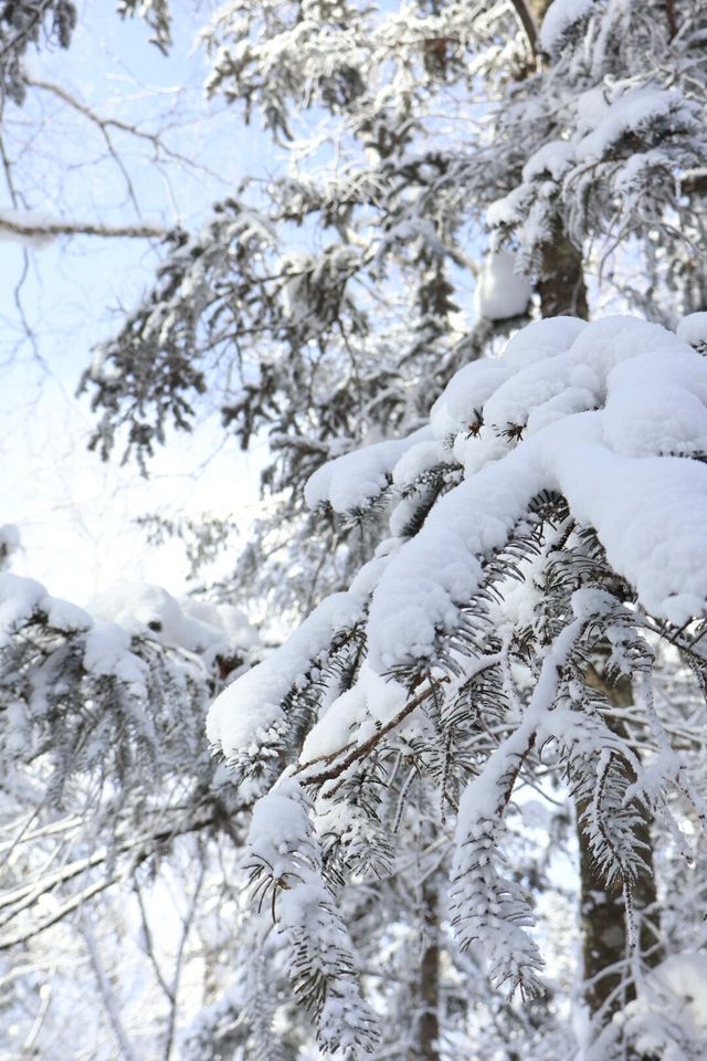 與雪來了一場浪漫的邂逅～｜幸福地在雪裡打滾