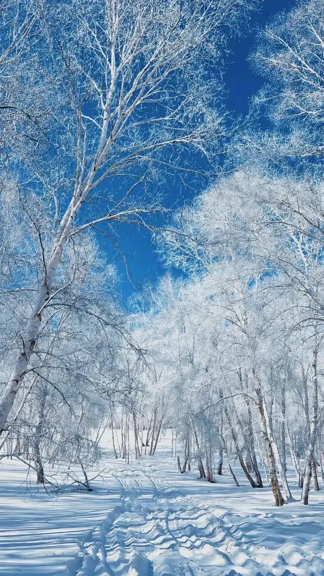 Winter in Ulan Buh Grassland, the sky is purely blue