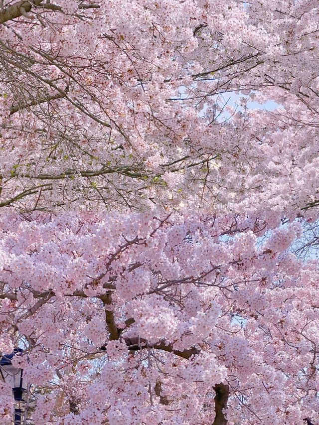 3月啦迫不及待分享青島春日賞花指南