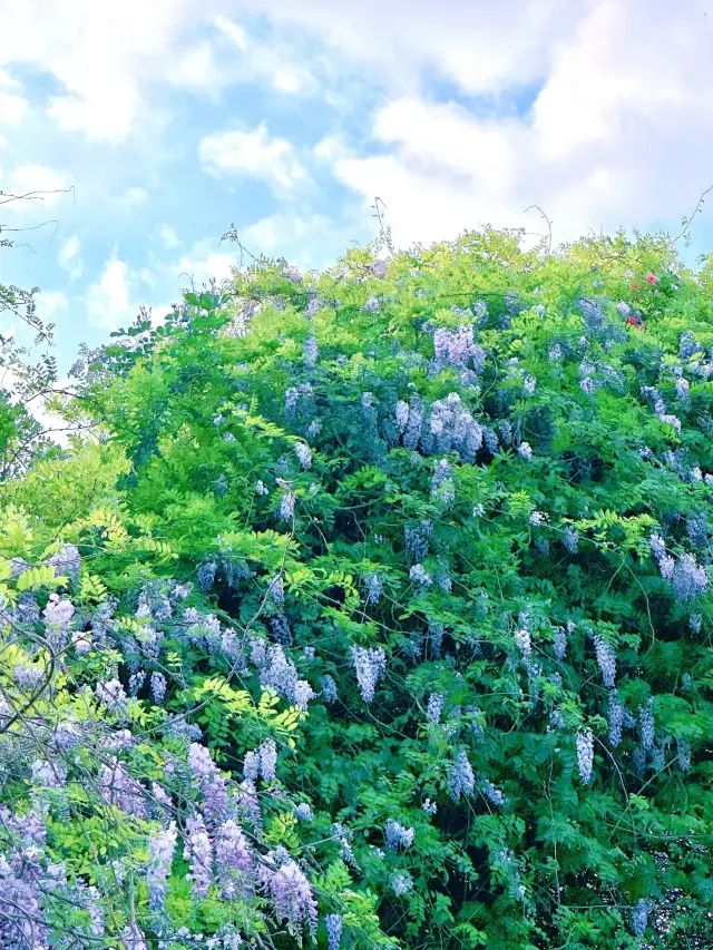 成都30min｜紫藤花開的莊園，春遊遛娃巨出片