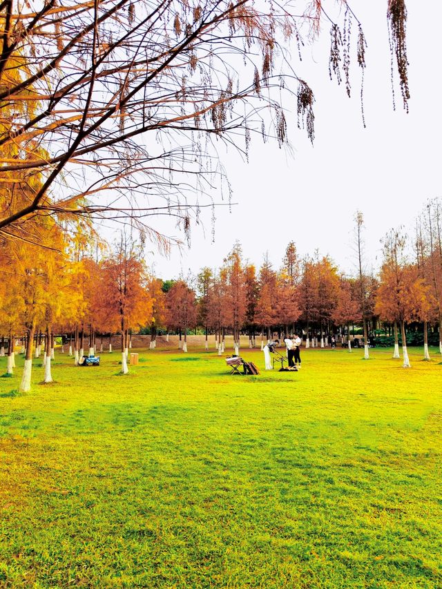 從深圳出發1小時，愛死這個濕地公園太美了