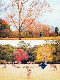 全球追秋|枫叶季的奈良公園