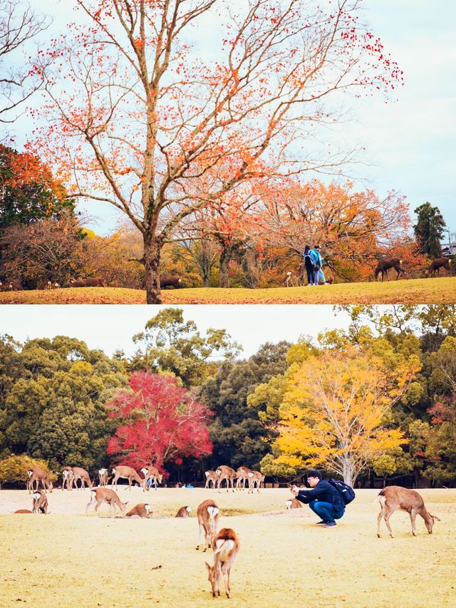 全球追秋|枫叶季的奈良公園