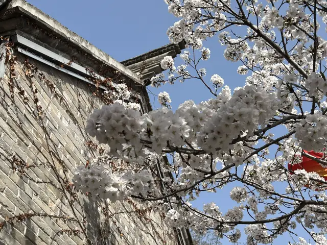 Xuzhou—A Cherry Blossom Viewing Trip to Hui Long Wo