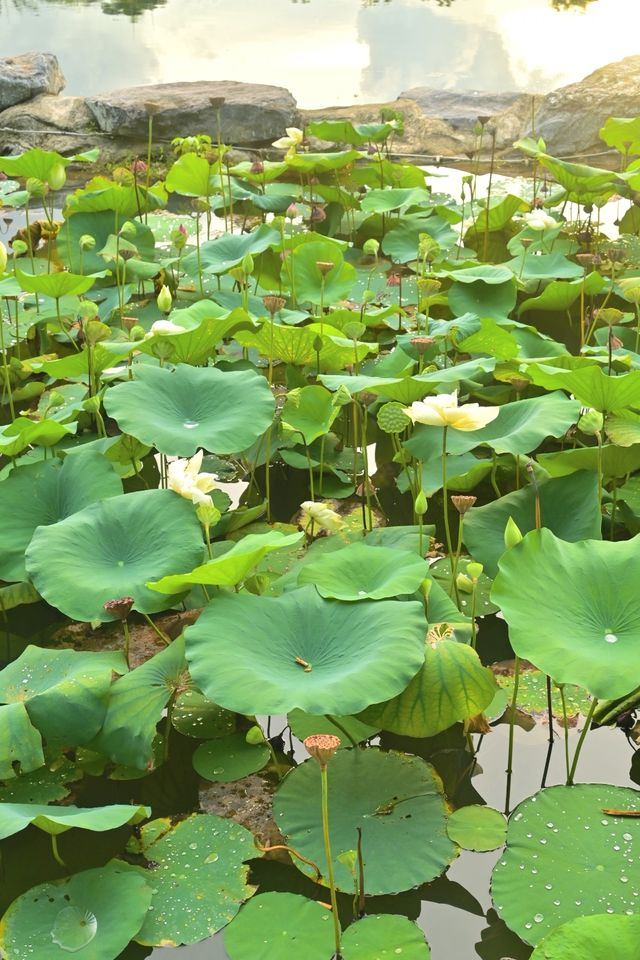 在雨後的四海公園，邂逅湖邊的浪漫