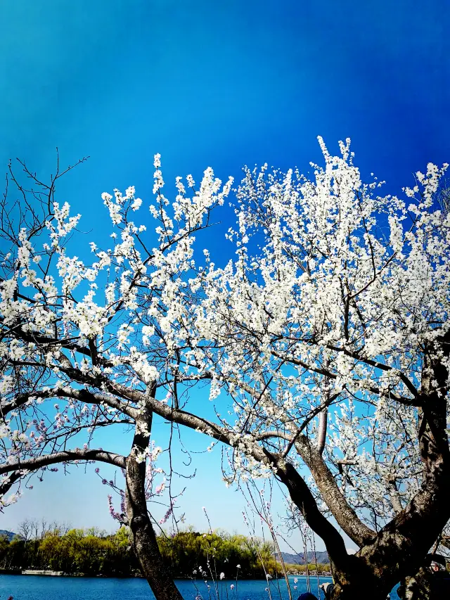 三月春分賞花記｜頤和園西堤綠柳紅桃風拂面