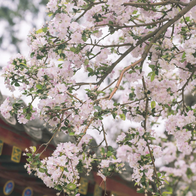 Springtime Bliss at Wangjing Park 🌸🌿 