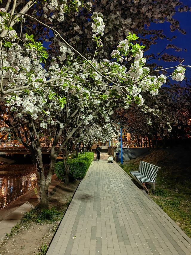 夜遊望京海棠花溪