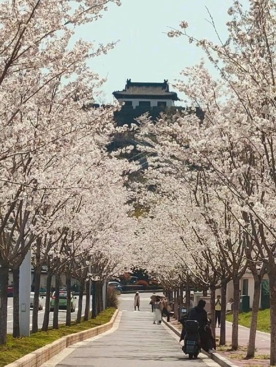 Jiming Temple and Cherry Blossom 🌸❤️