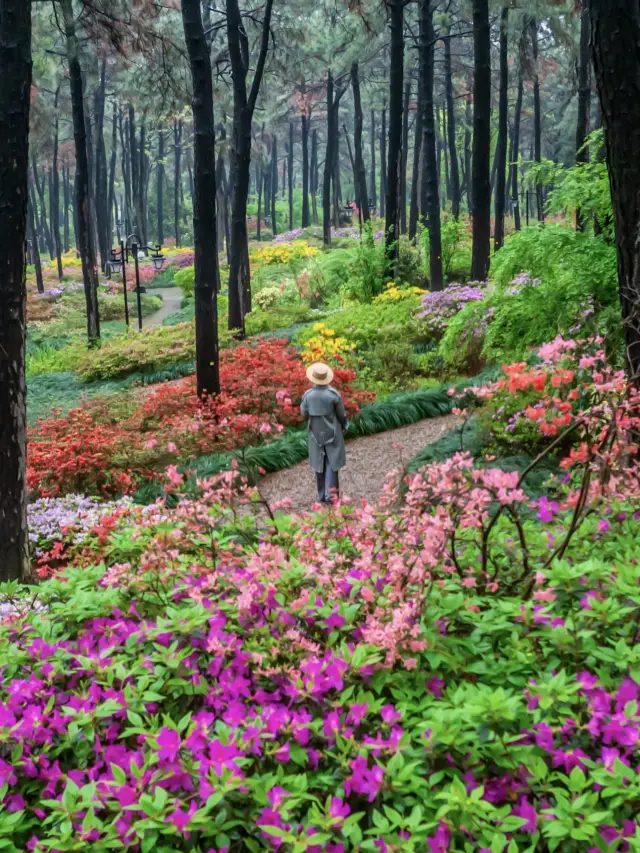 กรุงฮังโจวปรากฏสวนดอกไม้โมเนต์ สวนสาธารณะเพดานฟ้าในวันฤดูใบไม้ผลิ