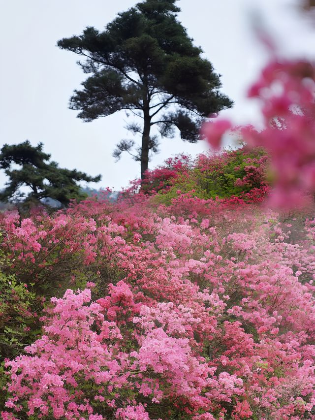 人間四月芳菲盡，雲霧山上看杜鵑