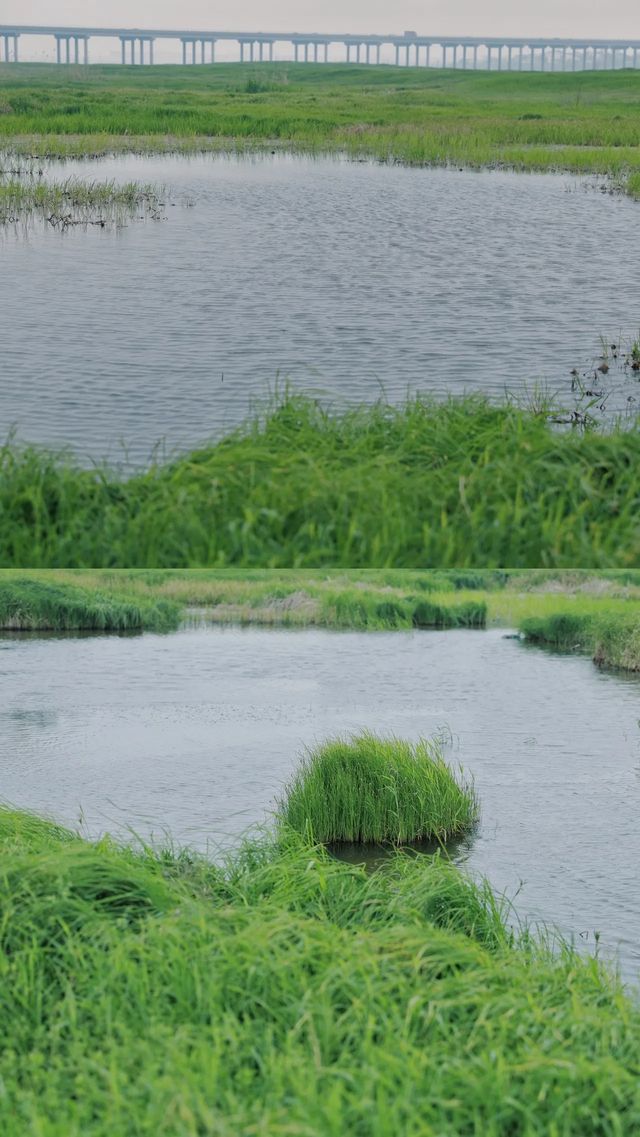 在武漢無人免費大片「海草」露營真香