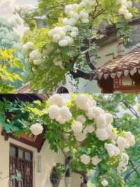 昆明周邊|黑龍潭公園最美流蘇花四月流蘇花似雪，正值人間四月天