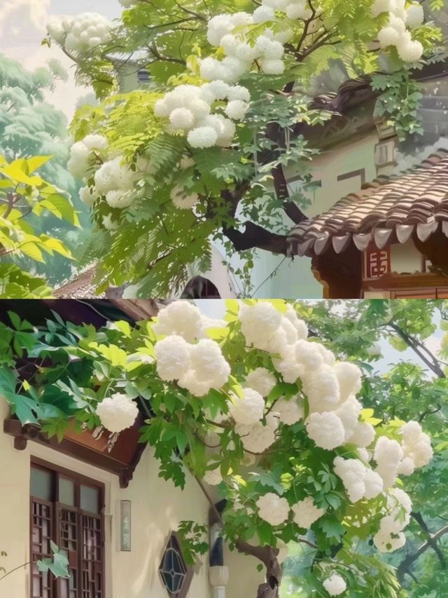 昆明周邊|黑龍潭公園最美流蘇花四月流蘇花似雪，正值人間四月天