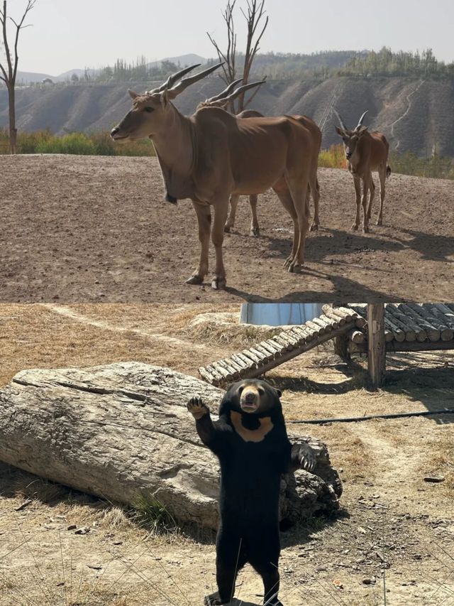 蘭州五一去哪裡玩？——蘭州野生動物園