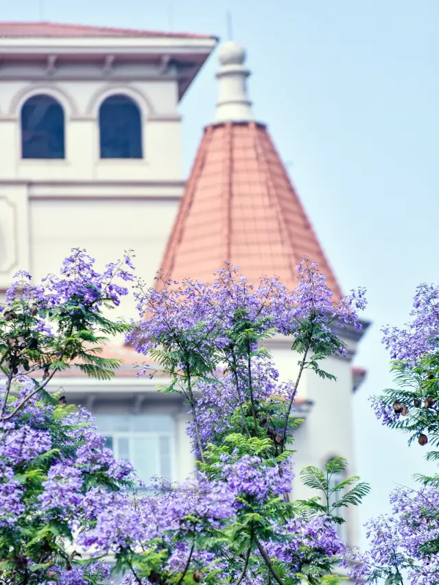 No need to go to Xichang and Kunming! Chengdu also has its own Jacaranda Avenue
