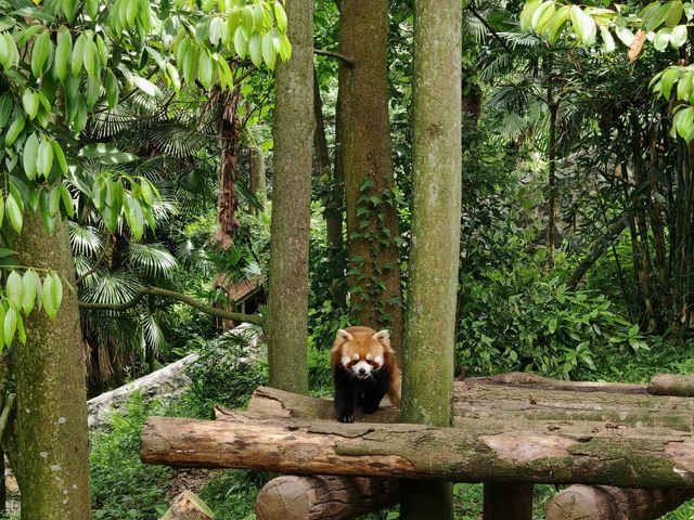 探秘成都的萌寶家園，都江堰大熊貓苑等你來！