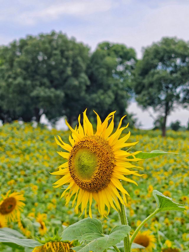 夏日醉美向日葵~蘇州灣體育公園