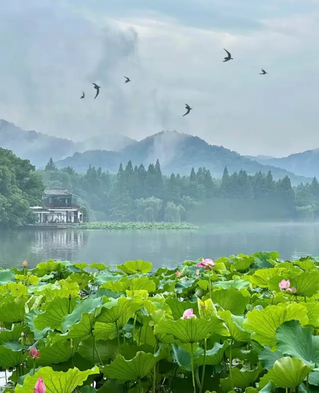 杭州!7月來西湖看荷花，這份賞荷地圖請收好