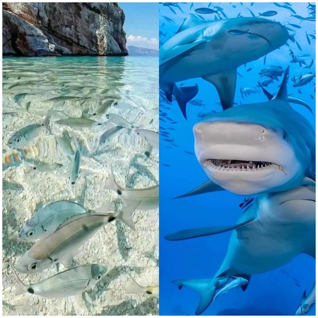 7-8月別錯過！斐濟之旅，機酒全包超划算