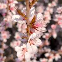 Beijing in Bloom!