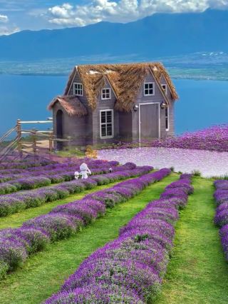 Cloud Stroll: A Day Trip Guide to the Stunning Flower Sea at Kunming OCT