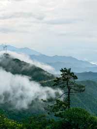 每次登山都能遇到雲海。