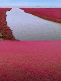 盤錦紅海灘。