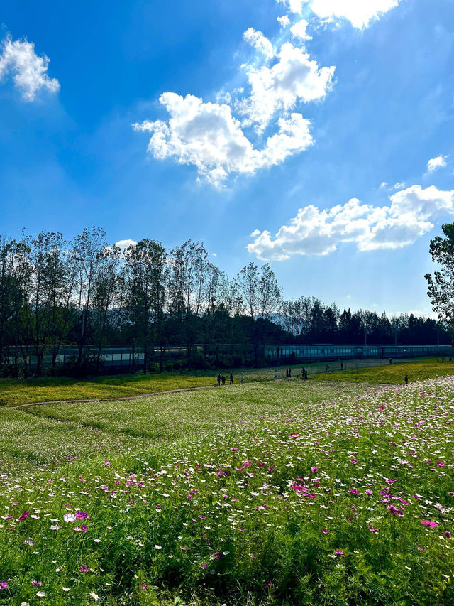 杭州余杭阿勒泰再度回歸，11.13實況。