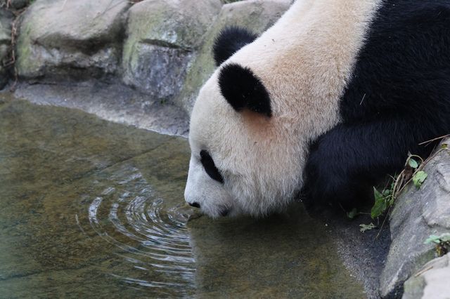 徒步看熊貓。