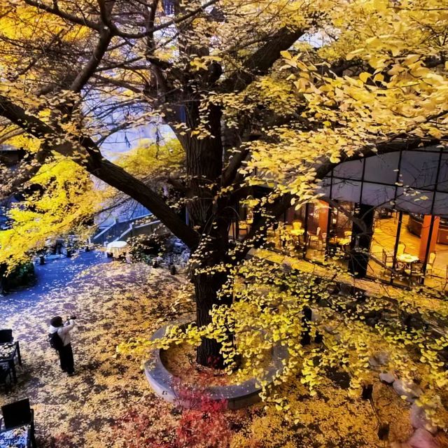 首都賓館百年銀杏樹。