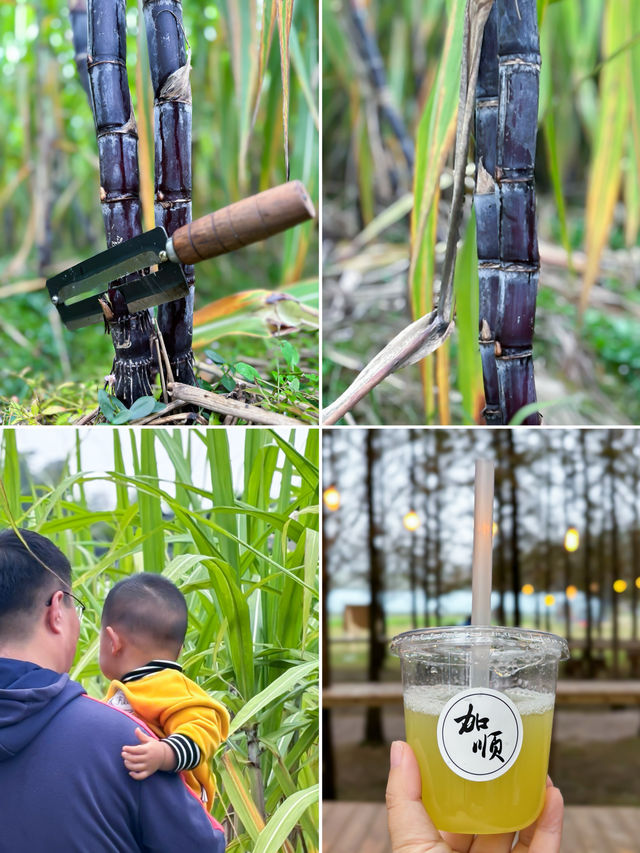 南京週末出發  我去溧陽砍甘蔗！。