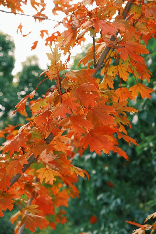 11月20日實拍上海這裡的楓葉已經紅啦。